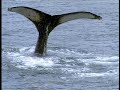 North to Alaska 2008 day 8