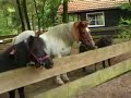 Galloppy; Jij bent speciaal! Galloppy; Jij bent speciaal!