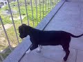 american staffordshire terrier