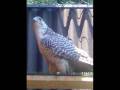 videos de Sokol Kumanovo 2