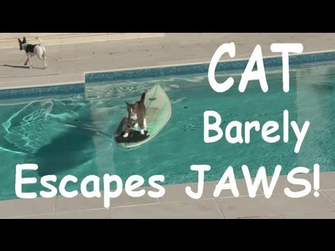 Surfboarding Cat eludes Dog