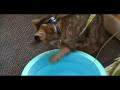 Wendy, ma chatte, est en train de boire à la patte