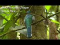 Central American Tropics - Birds #1 - Part III