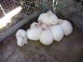 Baby Bunnies part 6