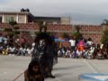 Hallowen Liberty Frauduleros Bailando