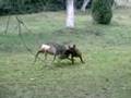 Bavarian Scenthound playing with roe