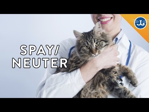 Why You Should Spay and Neuter Your Cats & Dogs