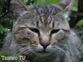 ちびツネオ夫婦