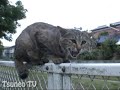 ちびツネオ夫婦