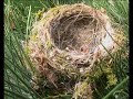 vivre avec les oiseaux  4 