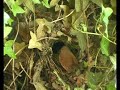 vivre avec les oiseaux  4 