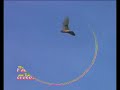 vivre avec les oiseaux  4 