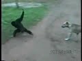 singe emmerdeur
