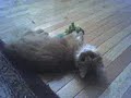 Matrix Kitty Flip