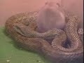 Hamster Vs Serpent
