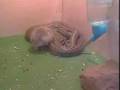 Hamster Vs Serpent