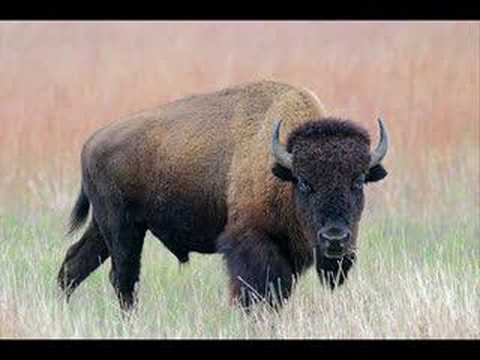 World Wild Life Foundation