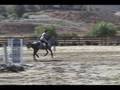Athletic Jumper Prospect for Sale- FLASHY DAPPLE GREY!