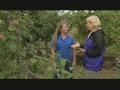 Apples and Fruit Trees