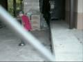 videos de stiches krew