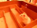 videos de Hazelnut hamster super maze fun