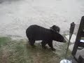 Courageous Home Defender
