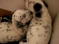 My dalmatian puppies
