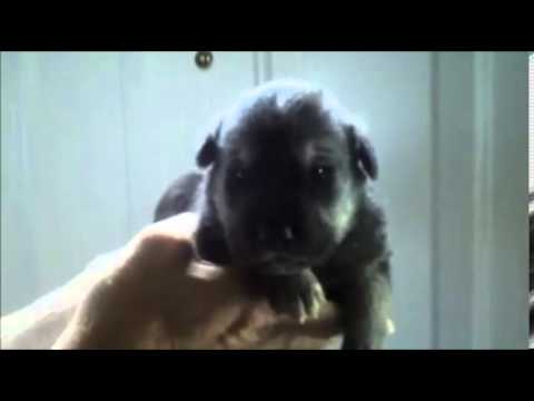 BLUE EYED WOLF HYBRID *BLACK JACK* SALE PENDING