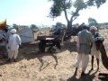 Pushkar Camel Fair - 2008