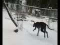 my great dane playing in the snow