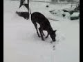 my great dane playing in the snow