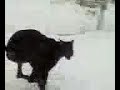 my great dane playing in the snow