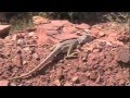 Claus & Rainer's White Rim Trail Adventure