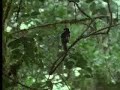 Animal mating ritual of the exotic greater bird of paradise - David Attenborough - BBC wildlife