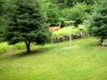 Deer in the new food plot planted with buck wheat.