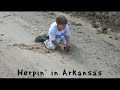 Herping in Arkansas