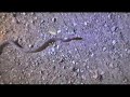 SWAMP MONSTER, Copperheads, Turtles - Herping in Arkansas SWAMP MONSTER, Copperheads, Turtles - Herping in Arkansas