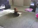 Chihuahuas gone wild