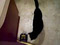 BugBot vs Cat