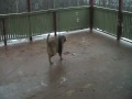 videos de Bubbles