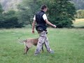 DRESAJ CANIN PROFESIONAL - BESTK9NATION.COM DRESAJ CANIN PROFESIONAL - BESTK9NATION.COM