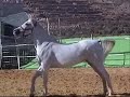Turmusayya arbian horse at Equestrian Club + Hedya Show