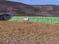 Turmusayya arbian horse at Equestrian Club + Hedya Show