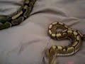 My Ball Python Morphs