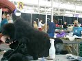 Spraying up poodle topknot Spraying up poodle topknot