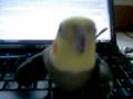 videos de Computer Bird!