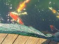breeding koi