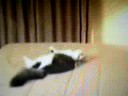 cat crash