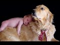 Лабрадор Ретривер (Labrador Retriver)