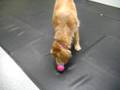 videos de The Orbee Ball Dog Toy